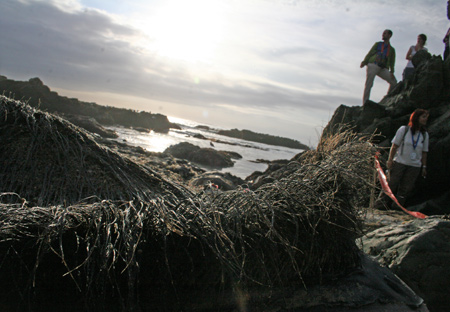 Dead Whale Baleen