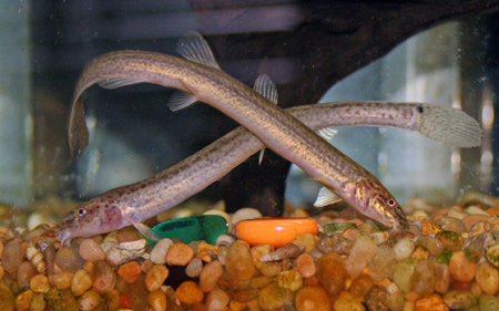 dojo aquarium fish weather loach